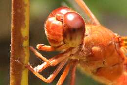 Image of Neon Skimmer