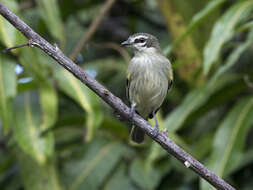 Image of Venezuelan Tyrannulet