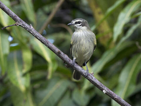 Image of Venezuelan Tyrannulet