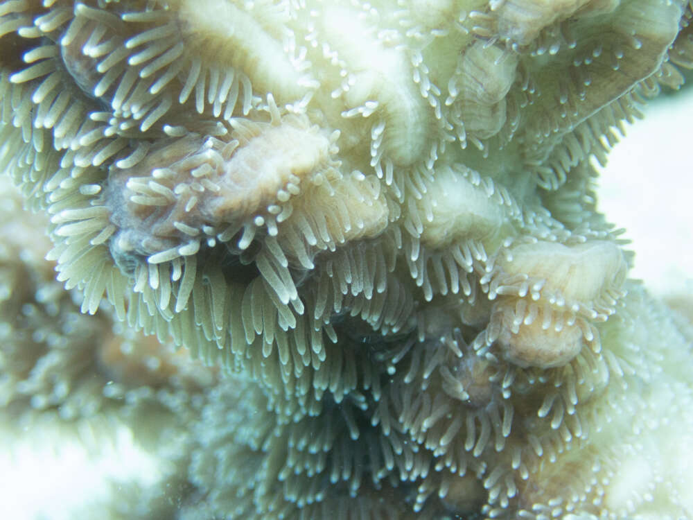 Image of Spine coral