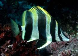 Image of Broad-barred Butterflyfish