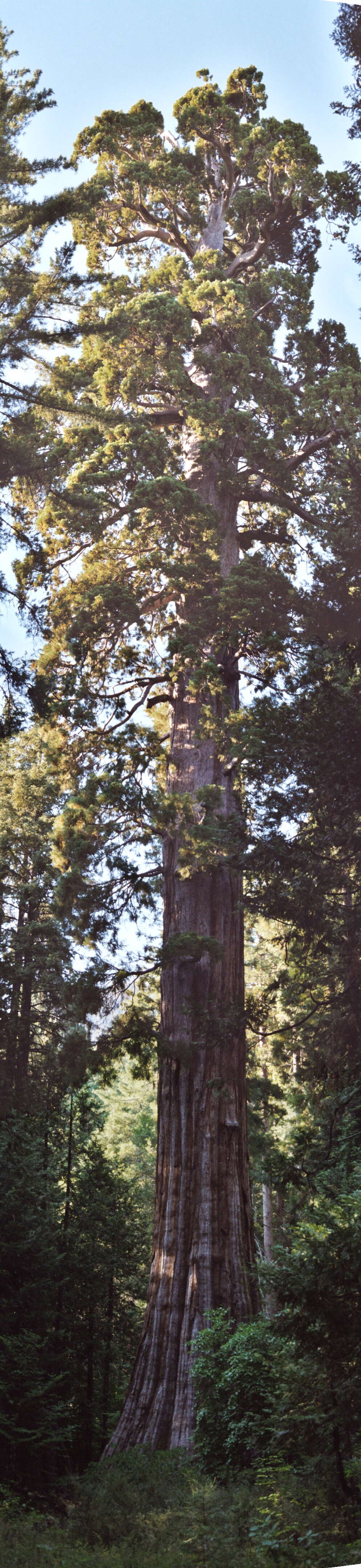 Image of giant sequoia