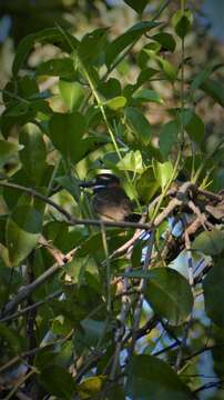 Image of Chestnut-capped Puffbird