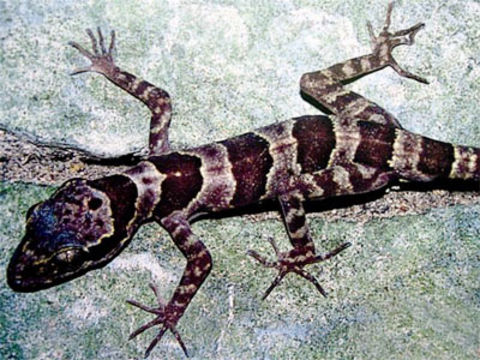 Image of <i>Cyrtodactylus phongnhakebangensis</i> Ziegler, Rösler, Herrmann & Thanh 2003
