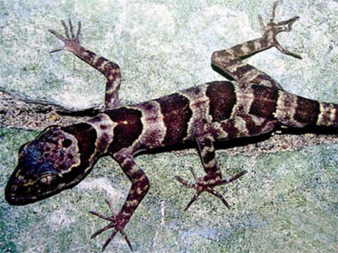 Image of Cyrtodactylus phongnhakebangensis Ziegler, Rösler, Herrmann & Thanh 2003