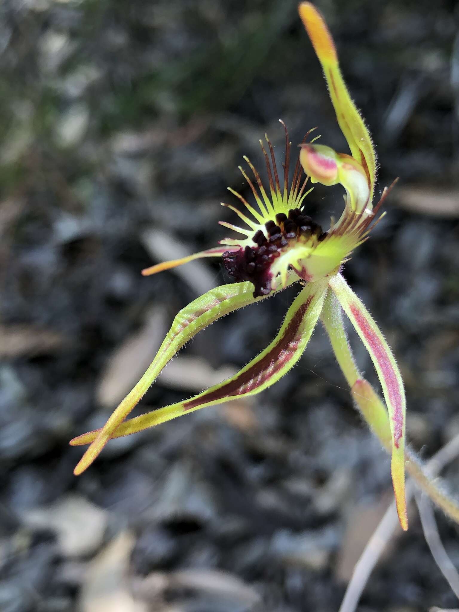 Caladenia corynephora A. S. George resmi