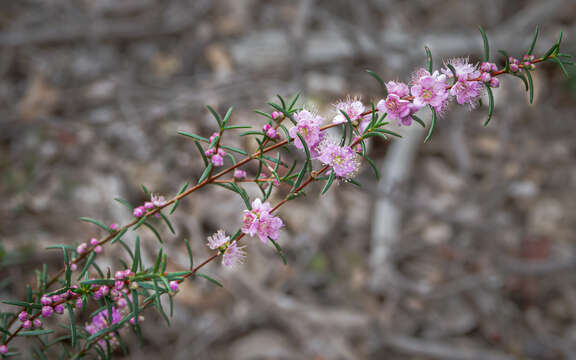 Hypocalymma robustum (Endl.) Lindl. resmi