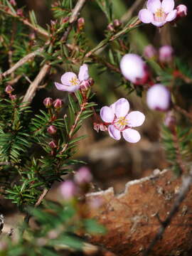 Image of Euryomyrtus ramosissima subsp. ramosissima