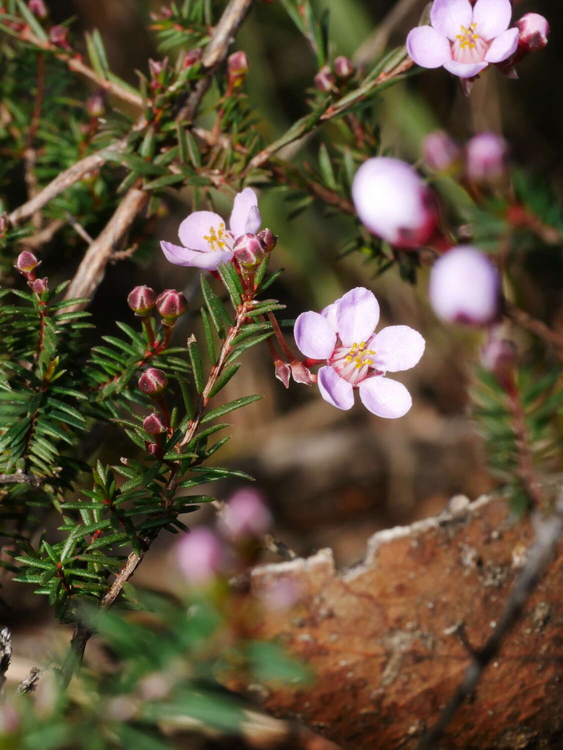 Imagem de Euryomyrtus ramosissima subsp. ramosissima