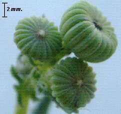 Image of oxford ragwort