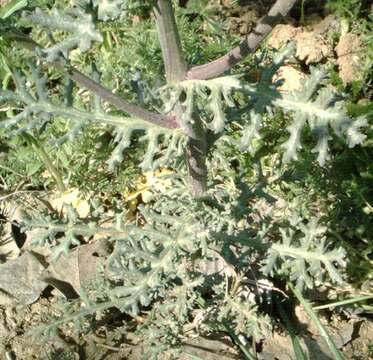 Image of oxford ragwort