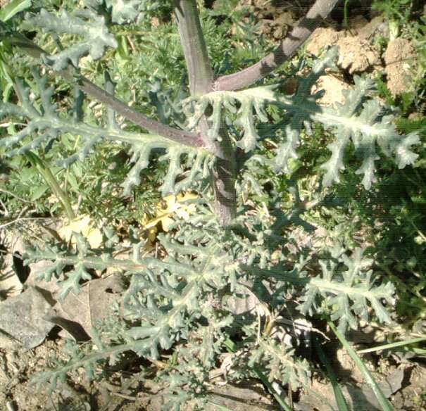 Image of oxford ragwort