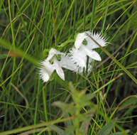 Pecteilis radiata (Thunb.) Raf. resmi