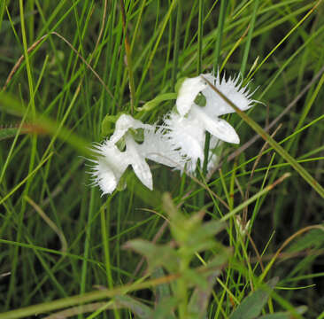 Image of Fringed orchid