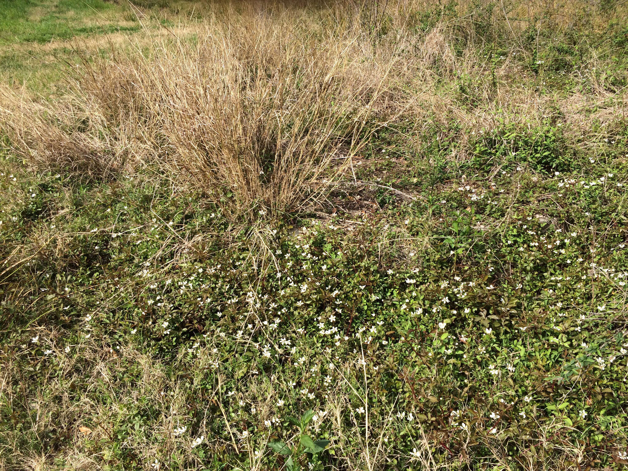 صورة Bothriochloa ischaemum (L.) Keng