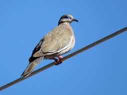 Image of West Peruvian Dove