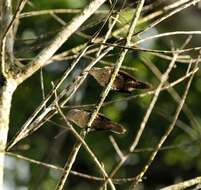 Image of Thrush-like Wren