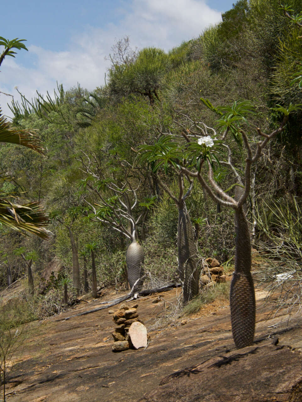 Image de Pachypodium lamerei Drake