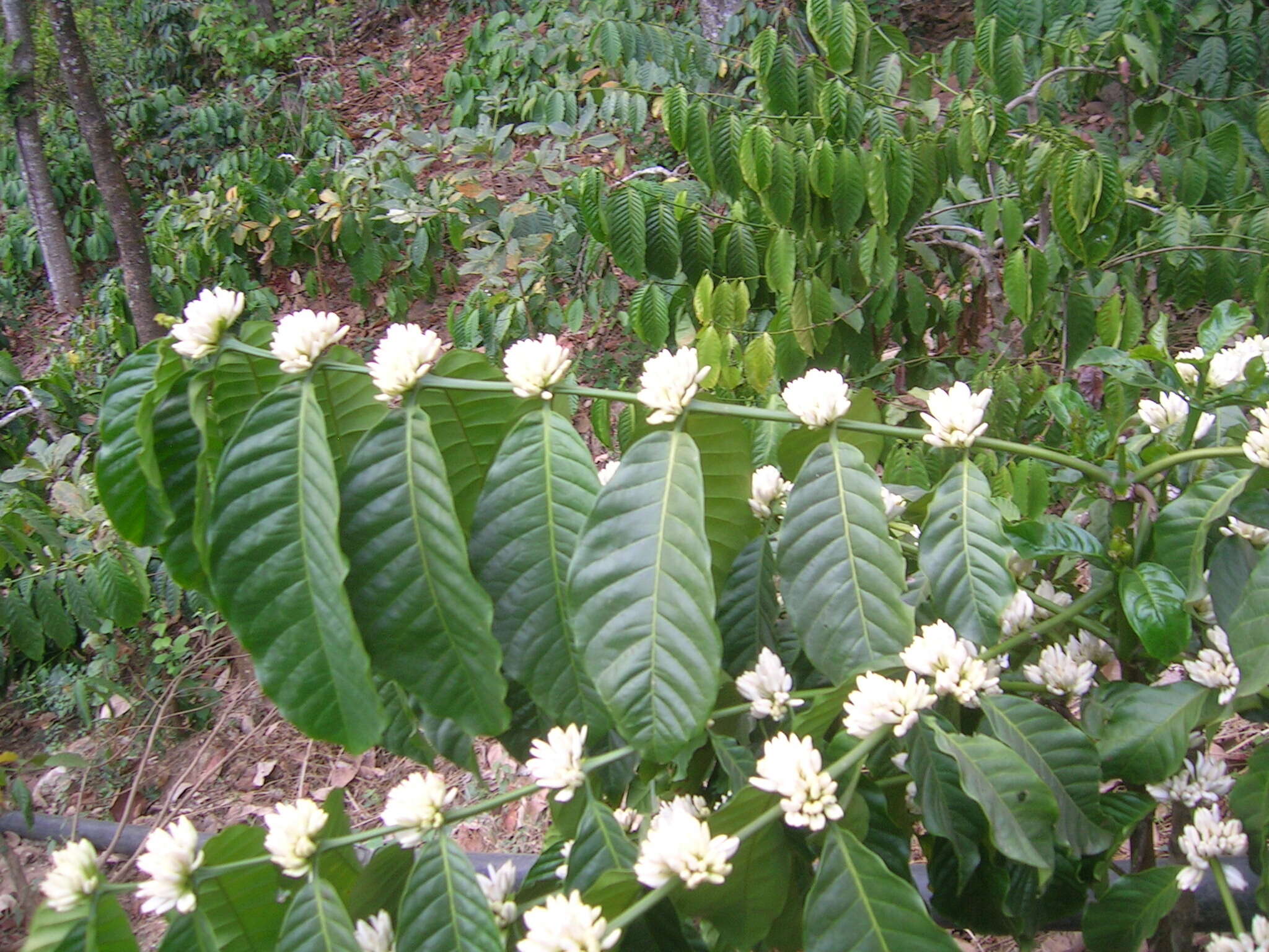 Image of robusta coffee