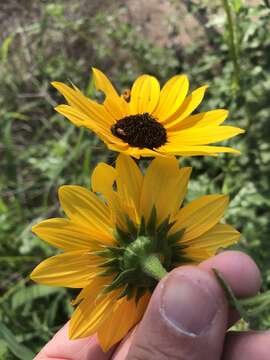 Image of Texas sunflower