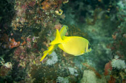 Image of Coral rabbitfish