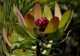 Image of Spicy conebush