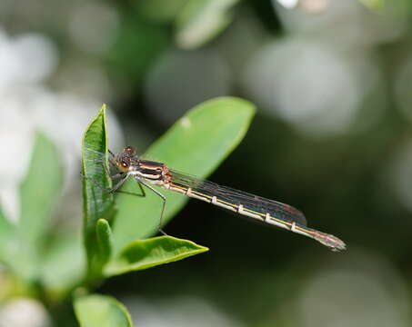 Imagem de Austrolestes psyche (Hagen ex Selys 1862)