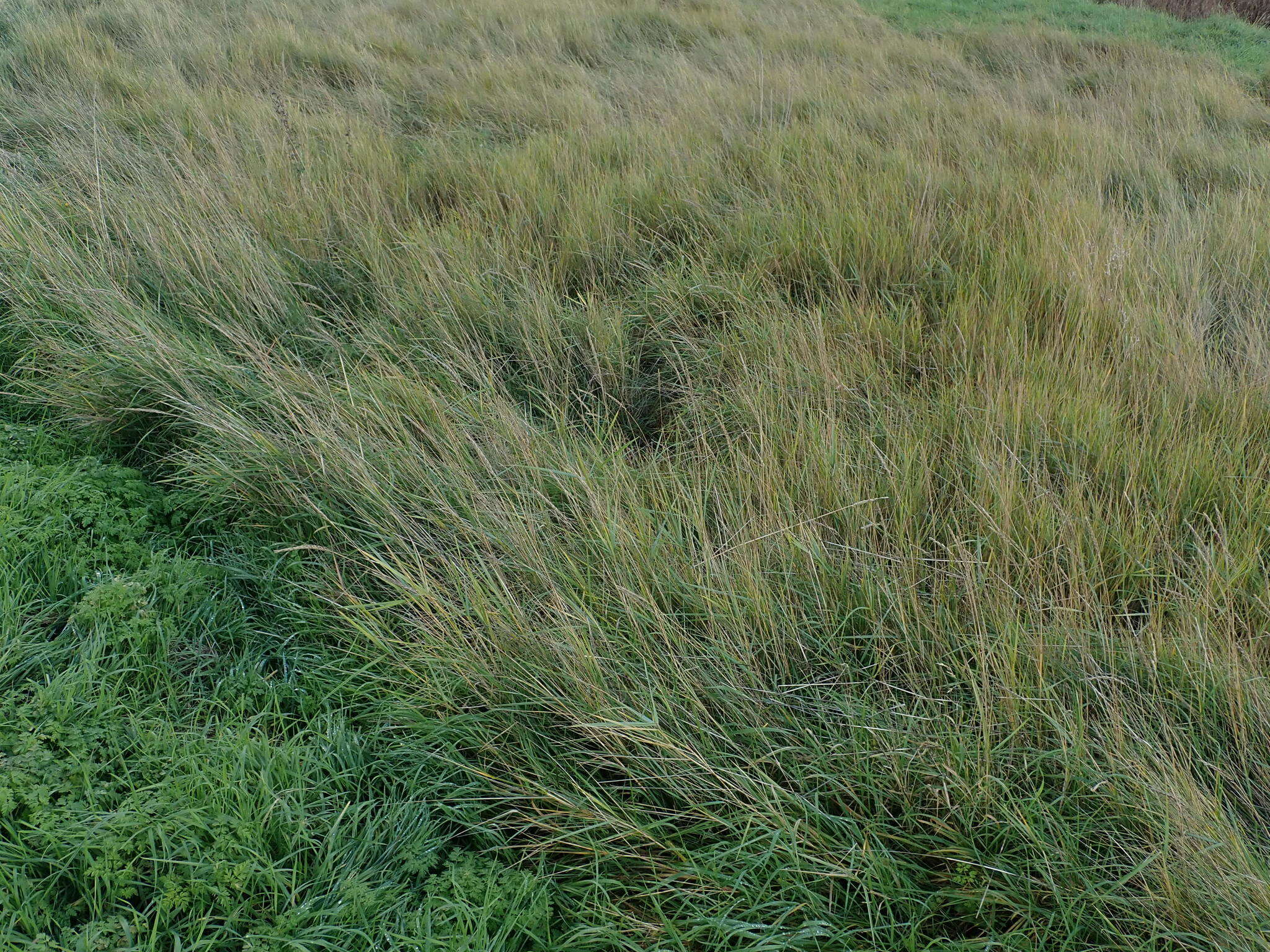 Image de Elymus athericus (Link) Kerguélen