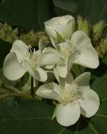 Image of Dombeya acutangula Cav.