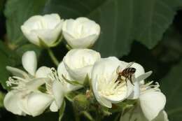 Image of Dombeya acutangula Cav.