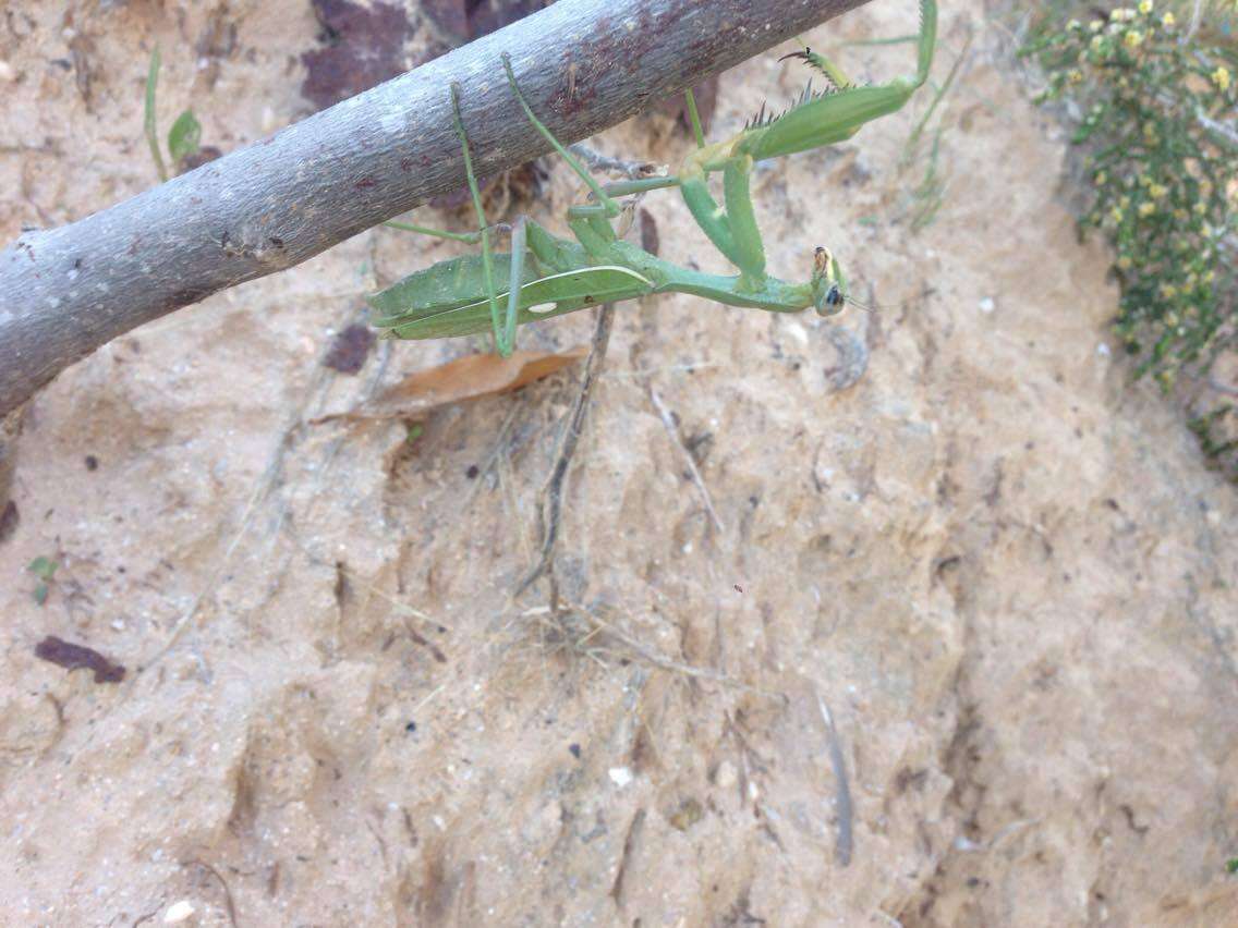 Image of African mantis