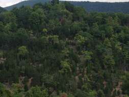 Imagem de Juniperus virginiana L.