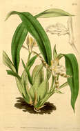 Imagem de Aspasia variegata Lindl.