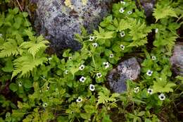 Image of Bunchberry