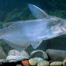 Image of Helmet catfish