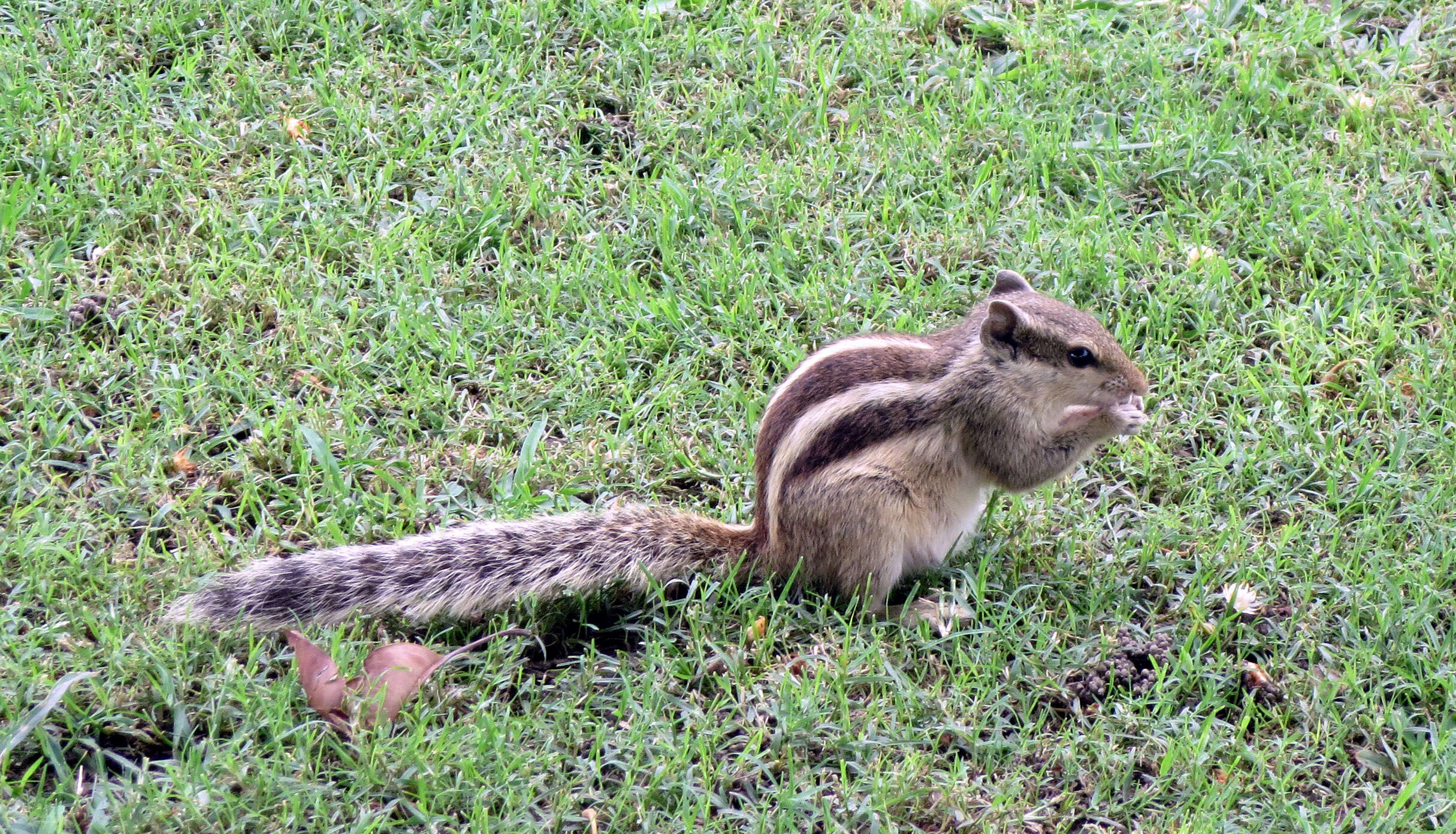 Image of Indian palm squirrel