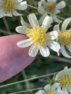 Image of paleyellow ragwort