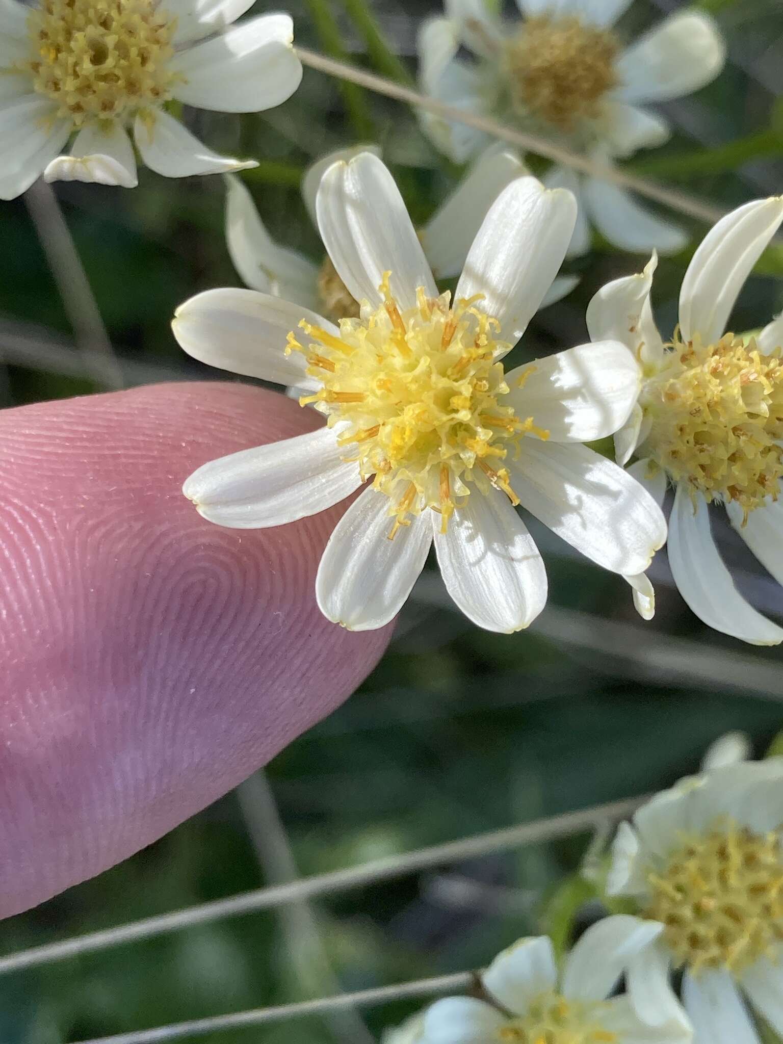 Image of paleyellow ragwort