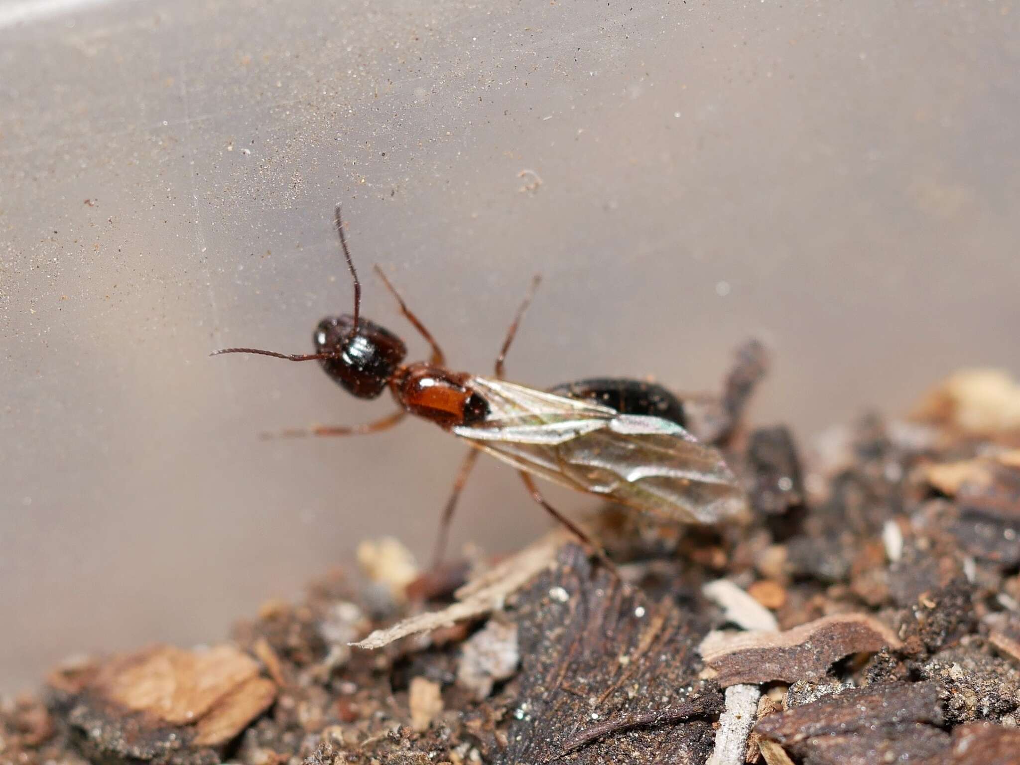 Image of Camponotus essigi Smith 1923