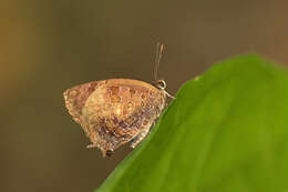 Image of Arhopala bazalus (Hewitson 1862)