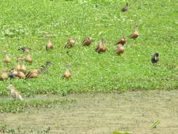 Image of Lesser Whistling Duck