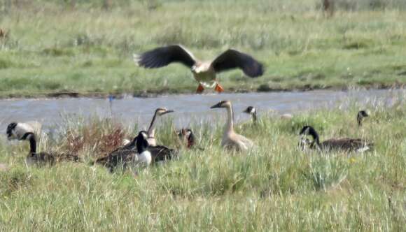 Image of Swan Goose