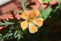 Image of Turnera sidoides L.