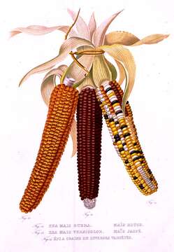 Image of corn