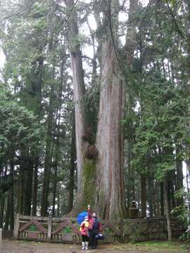 Image of Formosan Cypress