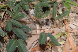 Image of shameplant