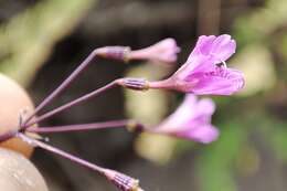 Imagem de Commicarpus tuberosus (Lam.) Standl.