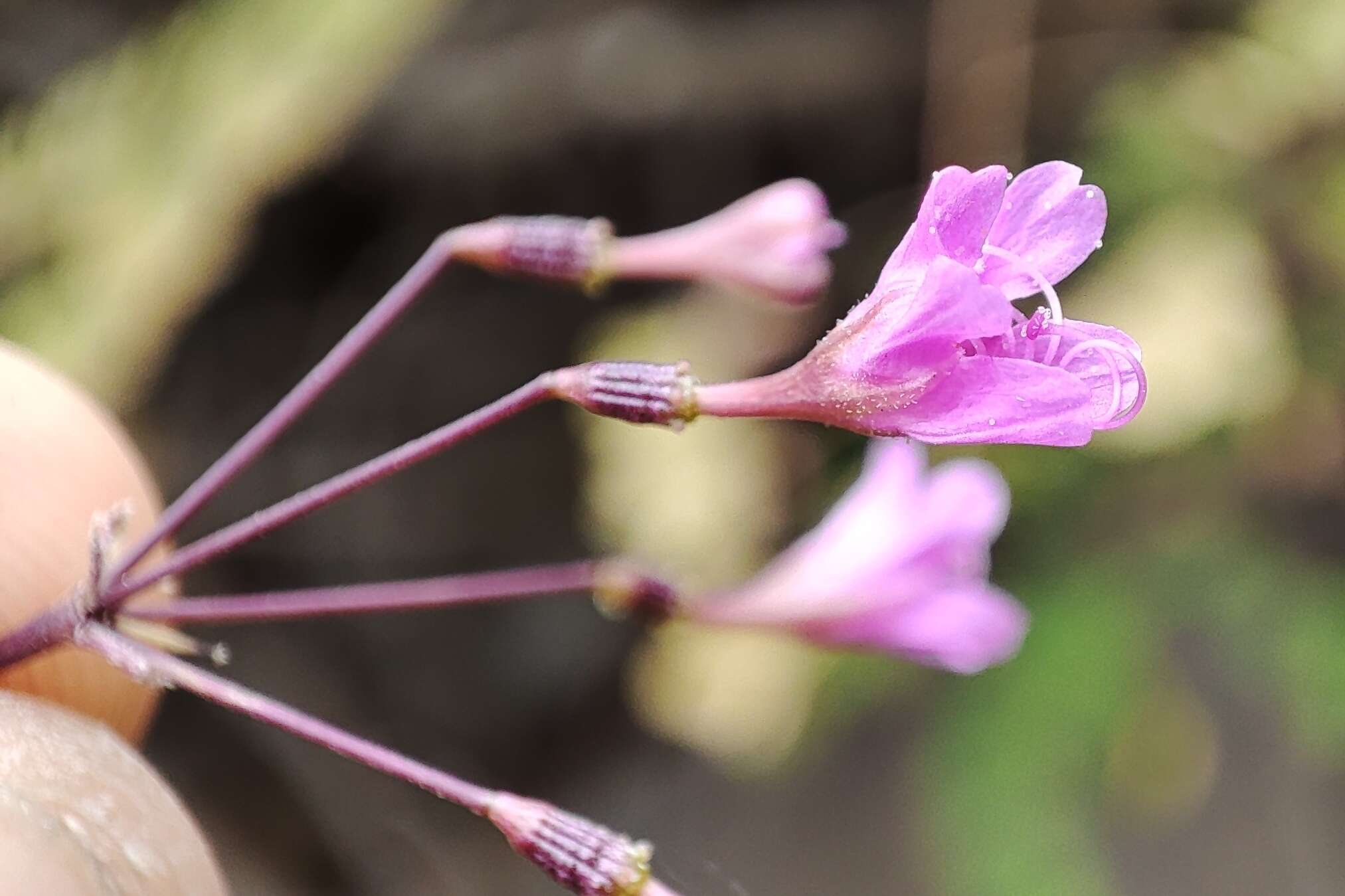 Imagem de Commicarpus tuberosus (Lam.) Standl.