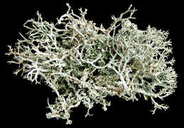 Image of Reindeer lichen