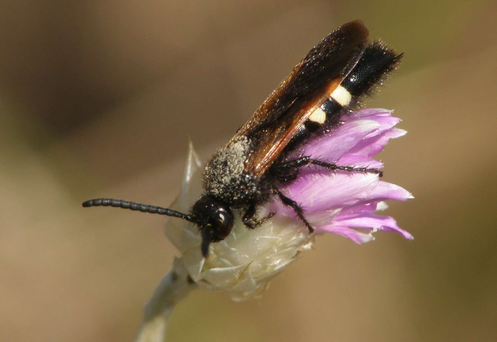 Image of Scolia sexmaculata (Muller 1766)